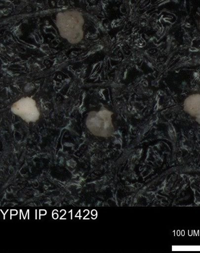 undet. Foraminiferida