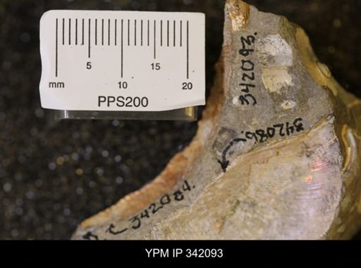 Hoploscaphites sp.