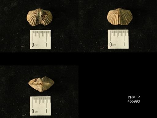 Platystrophia juvenes