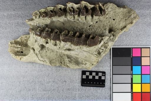 Caenopus tridactylus avus