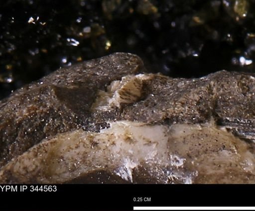 undet. Mollusca