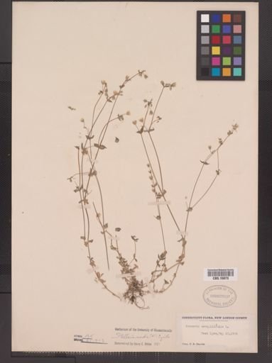 Stellaria media