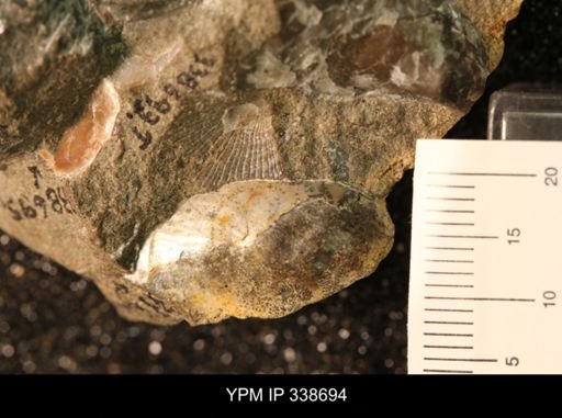 Protocardia subquadrata