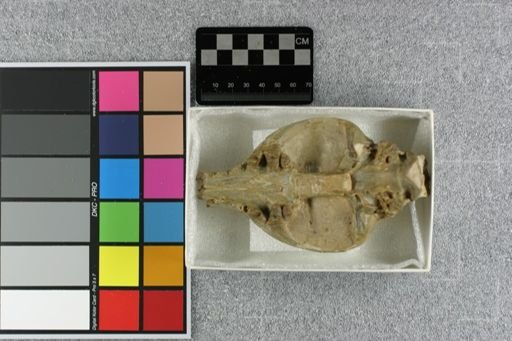 Daphoenus hartshornianus