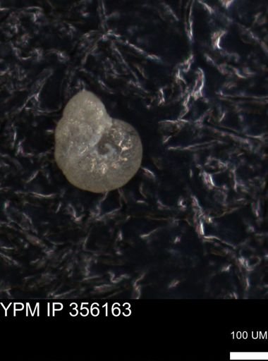 undet. Foraminiferida