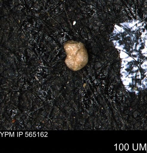 Ammobaculites euides