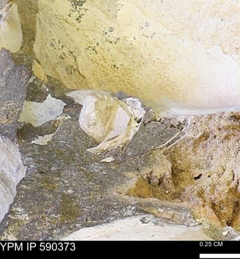 undet. Bivalvia