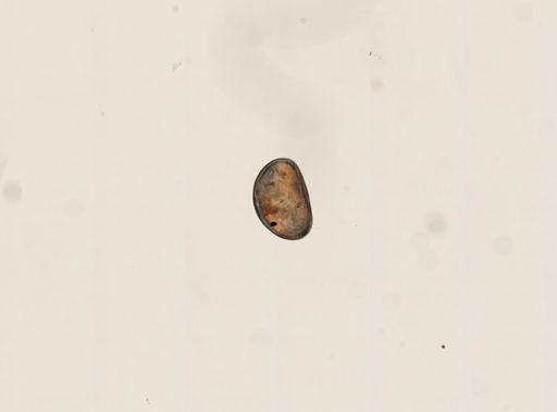 Cypris sp.