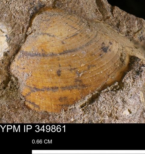 Limopsis striatopunctatus
