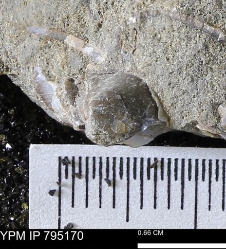undet. Bivalvia