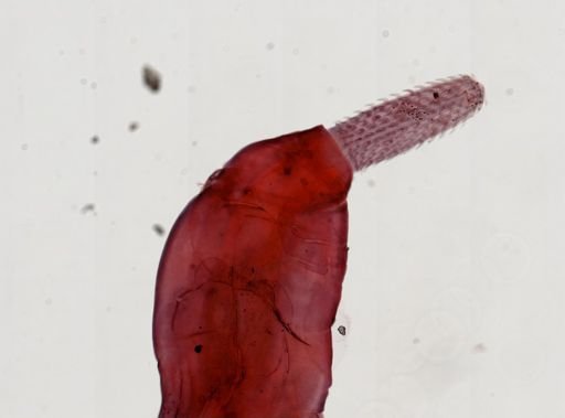 Plagiorhynchus cylindraceus