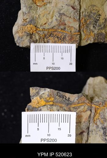 undet. Eocrinoidea