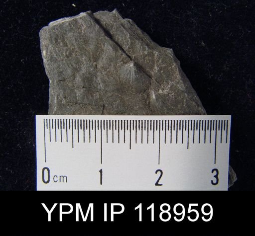 Anoplotheca hemispherica