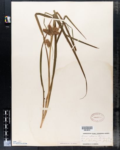 Carex retrorsa