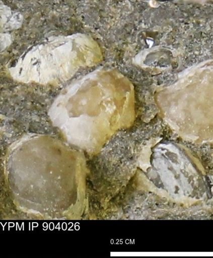 Corbulamella?