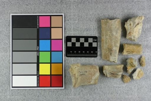 Metamynodon planiceps
