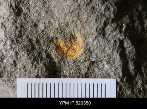 undet. Edrioasteroidea