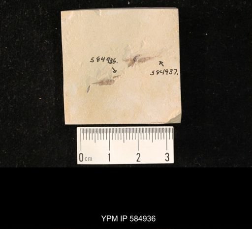 Hymenoptera?
