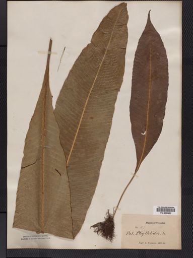 Polypodium