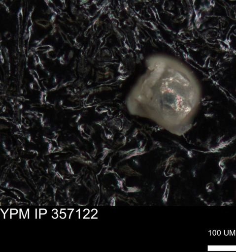 undet. Foraminiferida