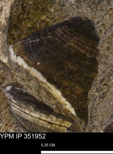 Limopsis striatopunctatus