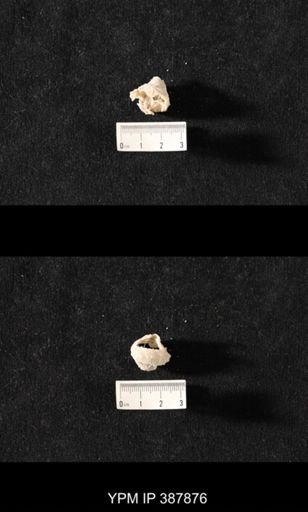Hercosia sp.