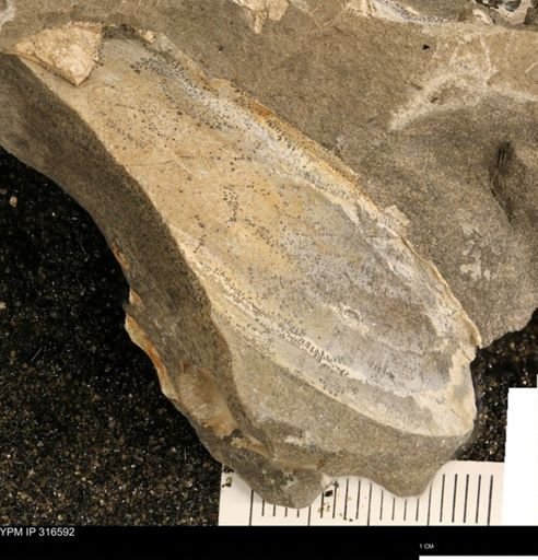 undet. Bivalvia