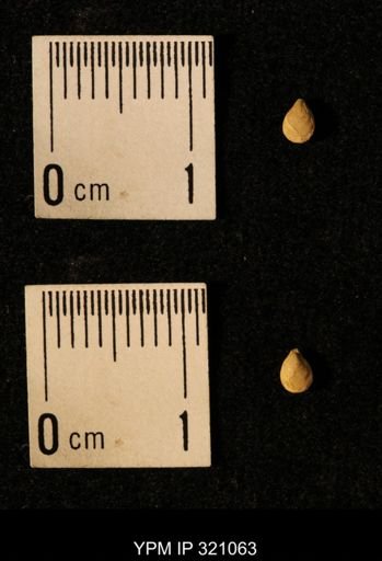 Dielasma elongatum