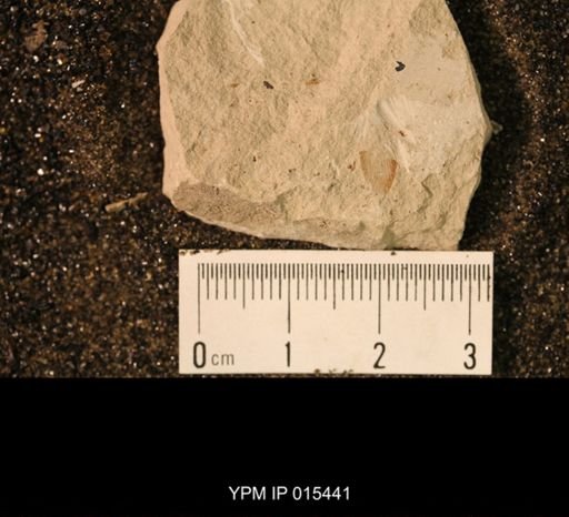 undet. Blattaria