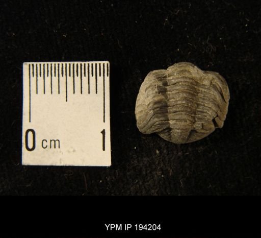 Phacops rana