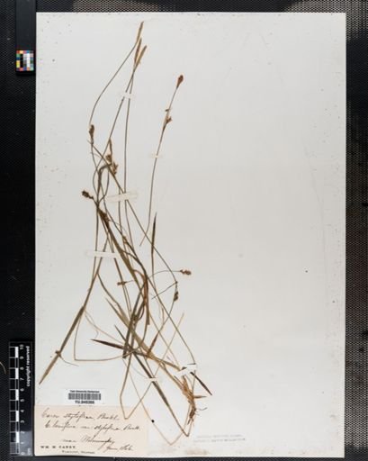 Carex laxiflora