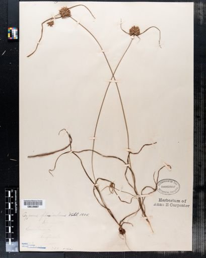 Cyperus filiculmis