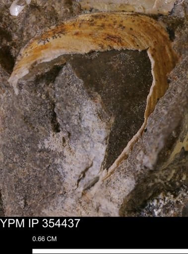 undet. Bivalvia