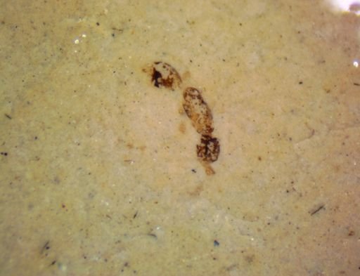 undet. Formicidae