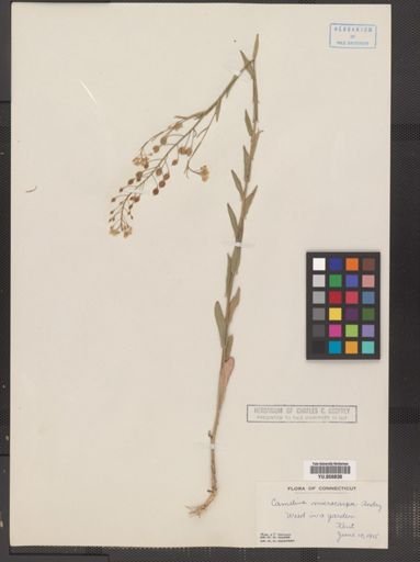 Camelina microcarpa