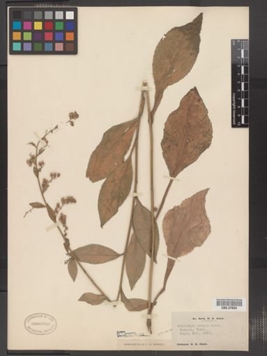 Solidago patula