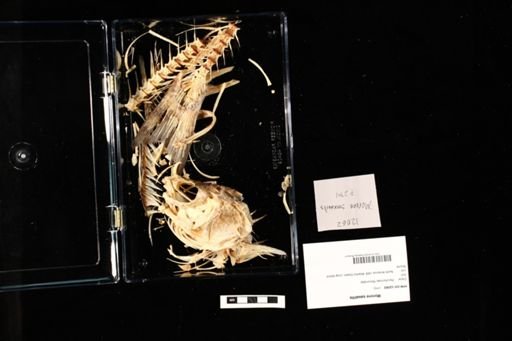 Morone saxatilis