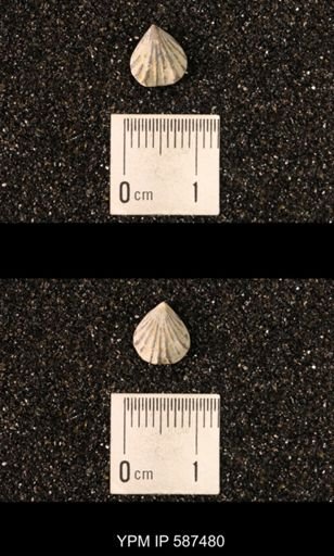 Camarotoechia whitei