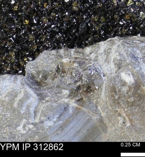undet. Ammonoidea