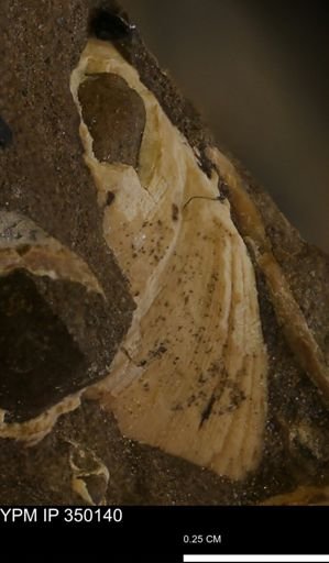 Limopsis striatopunctatus