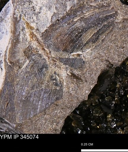 Limopsis striatopunctatus