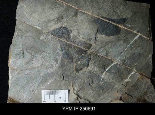 undet. Carcinosomatidae