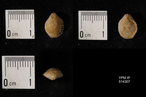 Dielasma breviplicatum