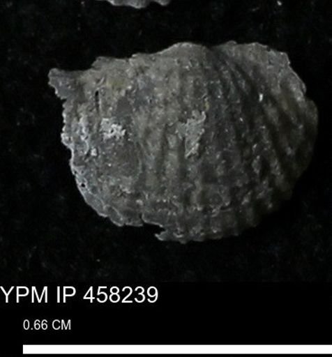 Chonetes mucronatus