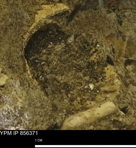 undet. Mollusca
