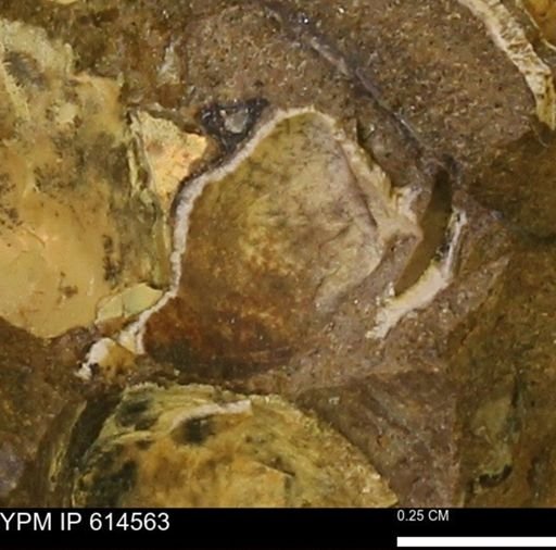 undet. Bivalvia