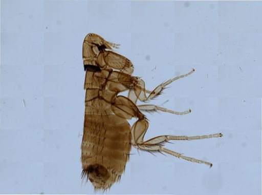 Leptopsylla segnis