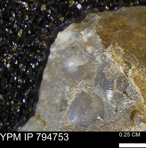 undet. Bivalvia