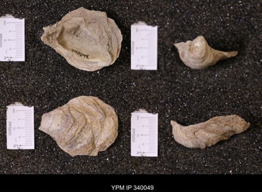 Ostrea glabra wyomingensis