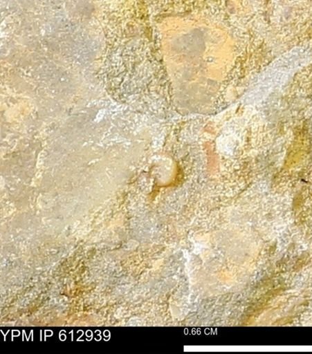 undet. Ammonoidea